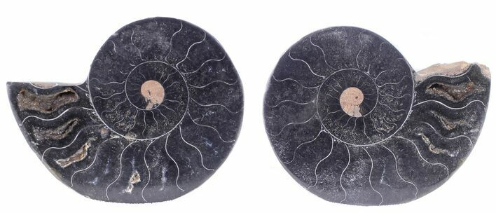 Split Black/Orange Ammonite Pair - Unusual Coloration #55581